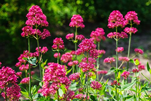 Rote Spornblume 30 Samen (Centranthus ruber 'Coccineus)