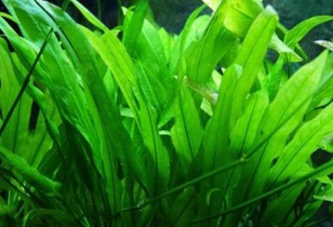 PondPlantsUK - Echinodorus Amazonicus (Amazon Sword) - submerged - Aquarium 10 Strands