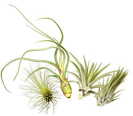 Tillandsien 4er-Mix, Tillandsia, Bromeliengewächs