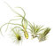 Tillandsien 4er-Mix, Tillandsia, Bromeliengewächs