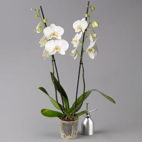 Schmetterlingsorchidee weiß, 2 Rispen, Topf-Ø 12 cm, Höhe ca. 60 cm