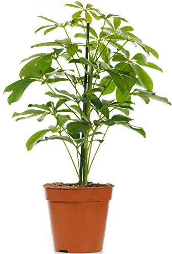 Schefflera Nora - Planta enana de paraguas - Planta de interior para el hogar u oficina - Plantas purificadoras de aire en maceta para espacios pequeños y grandes - Hojas de follaje verde vibrante