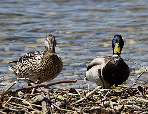HANSEPUZZLE 22438 - Enten am Ufer Puzzle 1000 Teile | Tierwelt Puzzle mit hochwertiger Puzzle Aufbewahrung: Kartonbox und Wieder verschließbarem Beutel | Puzzle-Maße: 60 x 46 cm