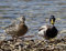 HANSEPUZZLE 22438 - Enten am Ufer Puzzle 1000 Teile | Tierwelt Puzzle mit hochwertiger Puzzle Aufbewahrung: Kartonbox und Wieder verschließbarem Beutel | Puzzle-Maße: 60 x 46 cm