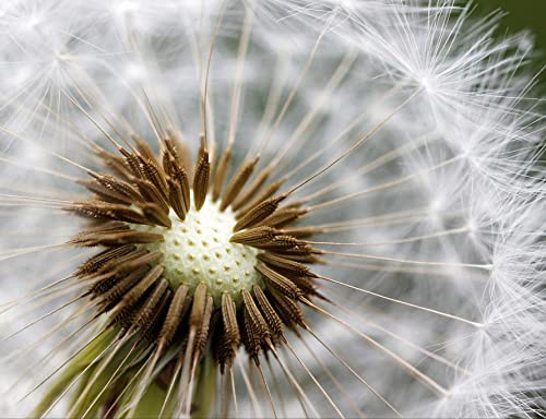 hansepuzzle 27611 - Pusteblume Puzzle 1000 Teile - Natur-Puzzle mit hochwertiger Aufbewahrung: Kartonbox und wiederverschließbarem Beutel - Format 60 × 46 cm