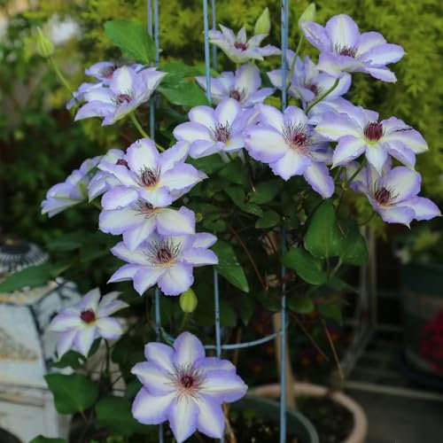 2 pcs clematis winterhart mehrjährig zwiebeln, Klematis, schnellwachsende kletterpflanzen, kübelpflanzen winterhart clematis pflanzen zwiebel - Clematis florida - blumen balkon, blumenbeet