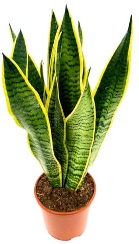 Lingua di suocera - pianta da interno facile da curare, Sansevieria trifasciata Laurentii - altezza ca. 40 cm, diametro del vaso 13 cm, Pianta Vera (In Vaso di Plastica)