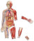 Learning Resources Magnetischer Menschlicher Körper, ab 5 Jahren, Lernspielzeug für Kinder, doppelseitig mit Skelett, Organen & Muskeln, 90 cm groß, ideal für Biologieunterricht & Zuhause