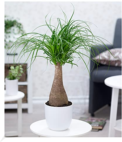 BALDUR Garten Elefantenfuß 50-60 cm hoch im 17 cm Topf, 1 Pflanze, Nolina recurvata, Beaucarnea Flaschenbaum, Wasserpalme, Grünpflanze, mehrjährig - frostfrei halten