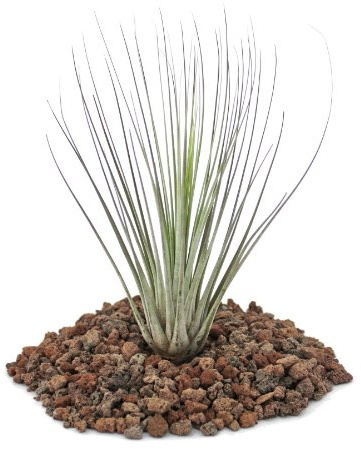 Exotenherz Tillandsia juncea - lose Pflanze - klein
