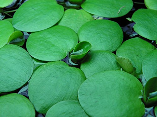 Limnobium laevigatum - Plantes d'aquarium