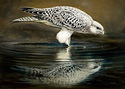 Kunstdruck / Poster 50x70 DRINKING FALCON von Renato Casaro - Falke Greifvogel Vogel Bild Neu