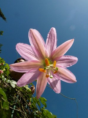 Seedeo Curuba Passionsblume (Passiflora mollissima) 20 Samen