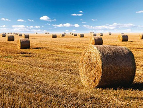 1art1 Champs Bottes De Paille Dorées en Fin D'Été, 2 Parties Poster Papier Peint 240x180 cm