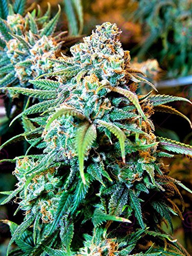 Doppelganger33 LTD Nature Cannabis Marijuana Weed Plant Large Art Print Poster Wall Decor 18x24 inch