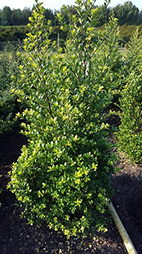 japanische Hülse Ilex crenata Dark Green ® 50-60 cm hoch mit Ballen