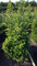 japanische Hülse Ilex crenata Dark Green ® 50-60 cm hoch mit Ballen