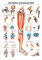 Rüdiger Untere Extremität Lehrtafel Anatomie 100x70 cm medizinische Lehrmittel