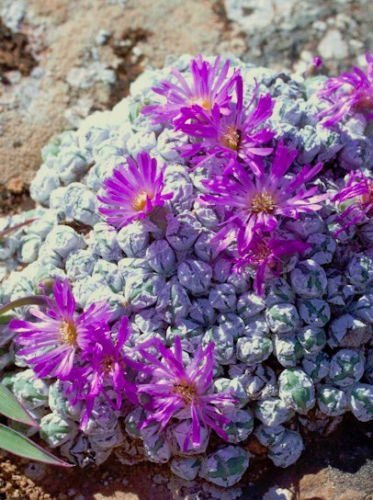 Antimima envoluta, vivant mesembs rock pierre graines de cactus peable 15 graines