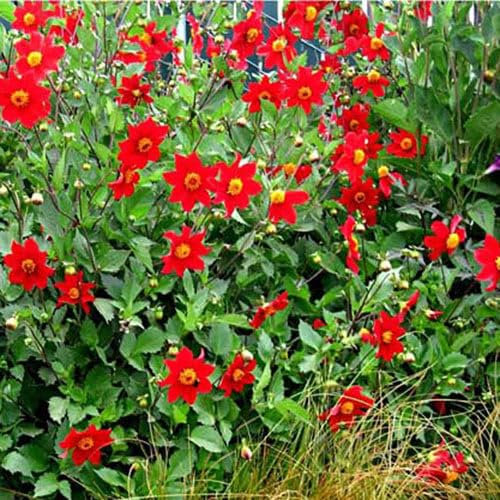 Plant World Seeds - Dahlia Coccinea Wild Form Seeds (Perennial Flower Seeds)