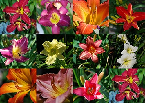 10 Mischfarben DAYLILY Hemerocallis Taglilie feine Mischung Rot Lila Blumensamen