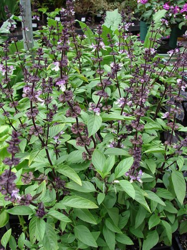 Thai Basilikum (Siam Queen) - Ocimum basilicum Thai Basil Siam Queen - 25 Samen !!!