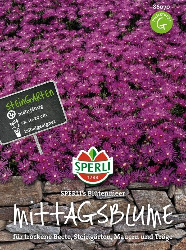 Mittagsblume SPERLING's Blütenmeer