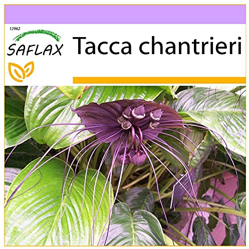 SAFLAX - Fledermausblume - 10 Samen - Tacca chantrieri