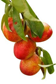Dwarf Patio Fruit Tree - Nectarine - Approx 75cm Tall -