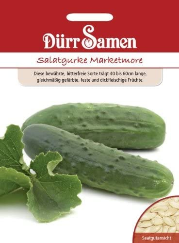 Gurken (Salatgurke Marketmore)