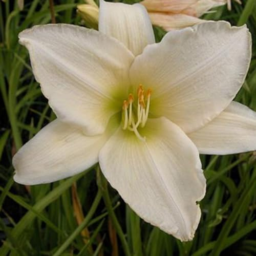 6 x Taglilie 'Serena Madonna' - Hemerocallis 'Serena Madonna': Weiße Blüten mit einem Hauch von Rosa.