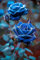 Rosen Zwiebeln, Kletterpflanzen,Winterhart MehrjäHrig,Duftende Blumen,Rosenrhizom，Topfpflanzen, Winterharte, Rosen, Gartenblumen，Rosen Pflanze-1rhizome-A