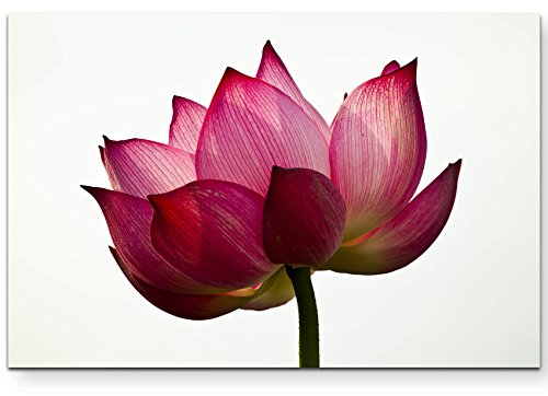 Paul Sinus Art Lotusblüte und weißer Hintergrund - Leinwandbild 120x80cm