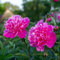 BRKENT Pfingstrosen Netzblatt Pfingstrose Zierlauch Zwiebeln Winterhart MehrjäHrig Blumenzwiebeln Pflanzen Exotische Deko Blumen Balkon Geschenk Garten Gartenpflanzen 4 Knollen