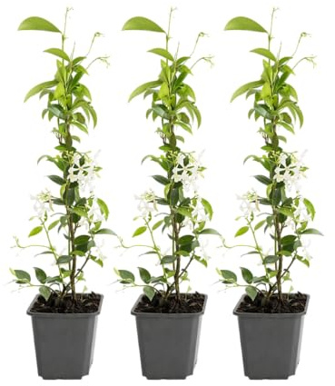 GARDENZO Sternjasmin Kletterpflanze, Immergrün, Duftende Weiße Sternblüten, 9cm Topf, 30–50cm, Wuchshöhe bis 400cm, Winterhart (6, Weiß)