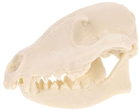 Levemolo 1pc Skull Statue Resin Crafts Realistic Skull Animal Skull Decoration Handle Wild Life Fake Mini Skulls for Crafts Halloween Decor Wildlife Decorations Bone