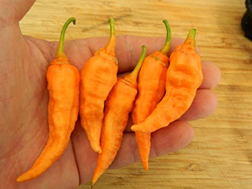 Bleeding Jigsaw Chilli Seeds - Jigsaw SLP Pepper Seeds