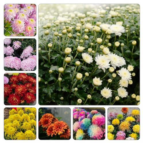crisantemo semi di giardino semi di interno balcone resistenti 1200pcs