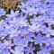 Leberblümchen samen、 bodendecker winterhart mehrjährig、pflanzensamen wildblumensamen、geschenke für gartenliebhaber bodendecker winterhart、Dekorative Pflanzen、bunteBlumenwiese 50pcs