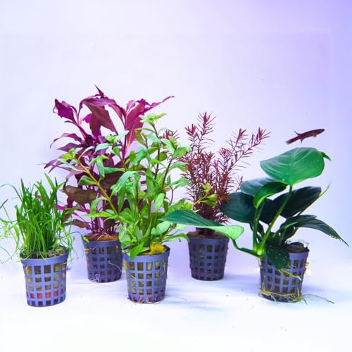 Aquabetta Aquarium Pflanzen set I 5X Wasserpflanzen I Alternanthera – Anubias – Hygrophila – Lilaeopsis – Rotala I Set mit 5 Aquariumpflanzen echt | Einsteiger Aquarienpflanzen
