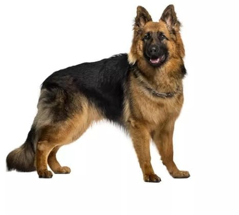 Deutscher Schäferhund 3D Aufkleber, Wasserfest Reflektierend, für Auto, Laptop, Kühlschrank, Stoßstange, Fenster (18cm/7.1 Inch)