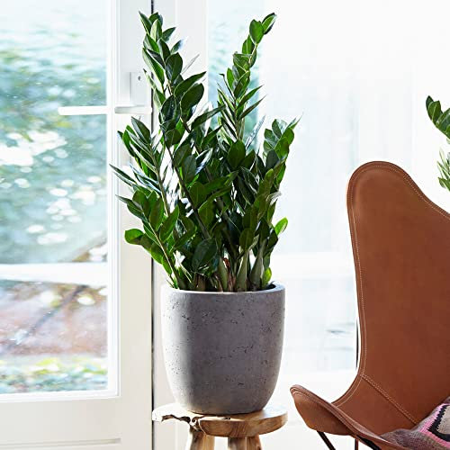 1 x Zamioculcas Large Indoor House Plant Real ZZ Evergreen Exotic Tall Home Plants (80-90cm incl. Pot)