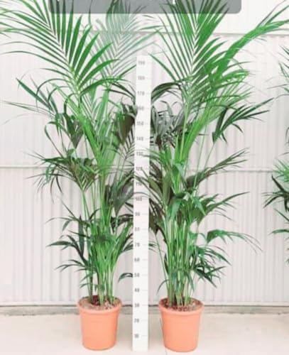 POWERS TO FLOWERS - KENTIA, KENZIA, altezza 180/190cm, 2 piante, piante vere
