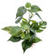 M2cbridge Plantas artificiales para peceras, plantas acuáticas para acuario, decoración de primer plano (1 unidad)