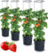 Tymar Tomatentopf, Tomatenkübel, Tomatenpflanze, Tomaten Balkon, mit Rankhilfe Rangitter, mit wasserspeicher (4 Stück, ø 35 cm)