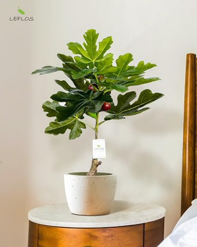 Leflos 60cm Figuier Artificiel d'intérieur, Arbre Tropical Artificiel en Pot Blanc, Belle décoration d'intérieur et Cadeau de Pendaison de crémaillère
