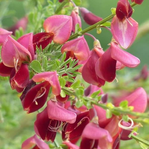 2 X Edelginster Boskoop Ruby/Cytisus - Kleinstrauch und Winterhart | Rot - 2 Mehrjährige blühende Pflanzen | 2 x 1,5 Liter Topf