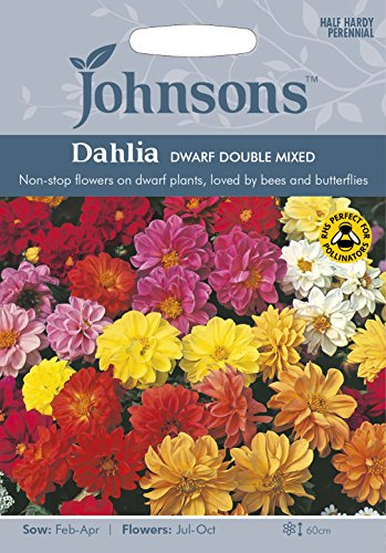 Johnsons 22568 Flower Seeds, Dahlia Dwarf Double Mixed