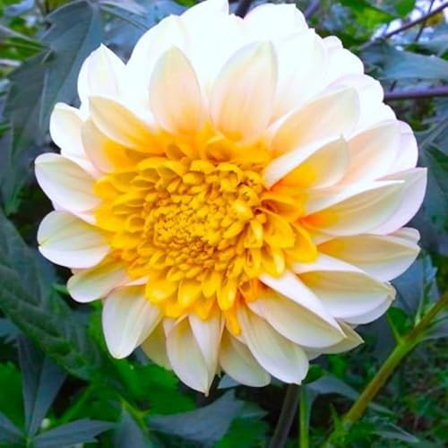 Ausverkauf : Dahlienknolle : Dahlia - Dahlien Anemonenblütige Dahlie  Polka  1 Knolle/Rhizom