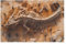 PuzzleDragon Skeleton Holzpuzzle, Lernagame, Schwierige Herausforderung, Puzzle Für Kinder Und Erwachsene, 1000 PCS26*38cm